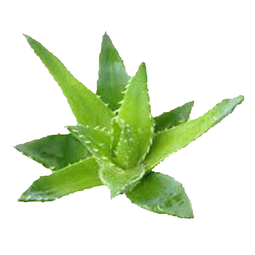 Aloe vera