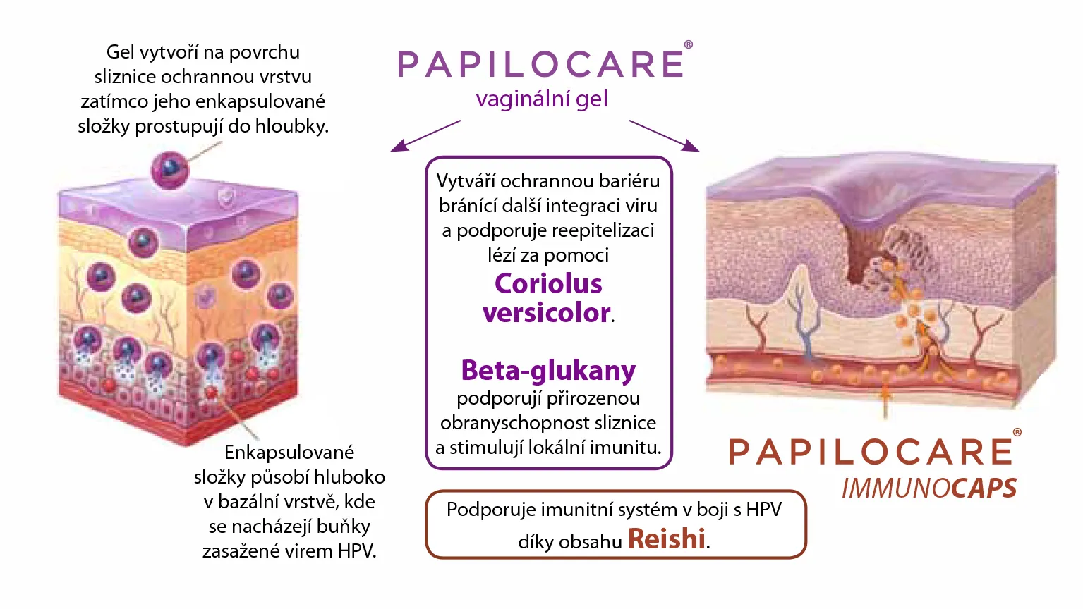 Infografika ochranné bariéry, Coriolus versicolor a Immunocaps