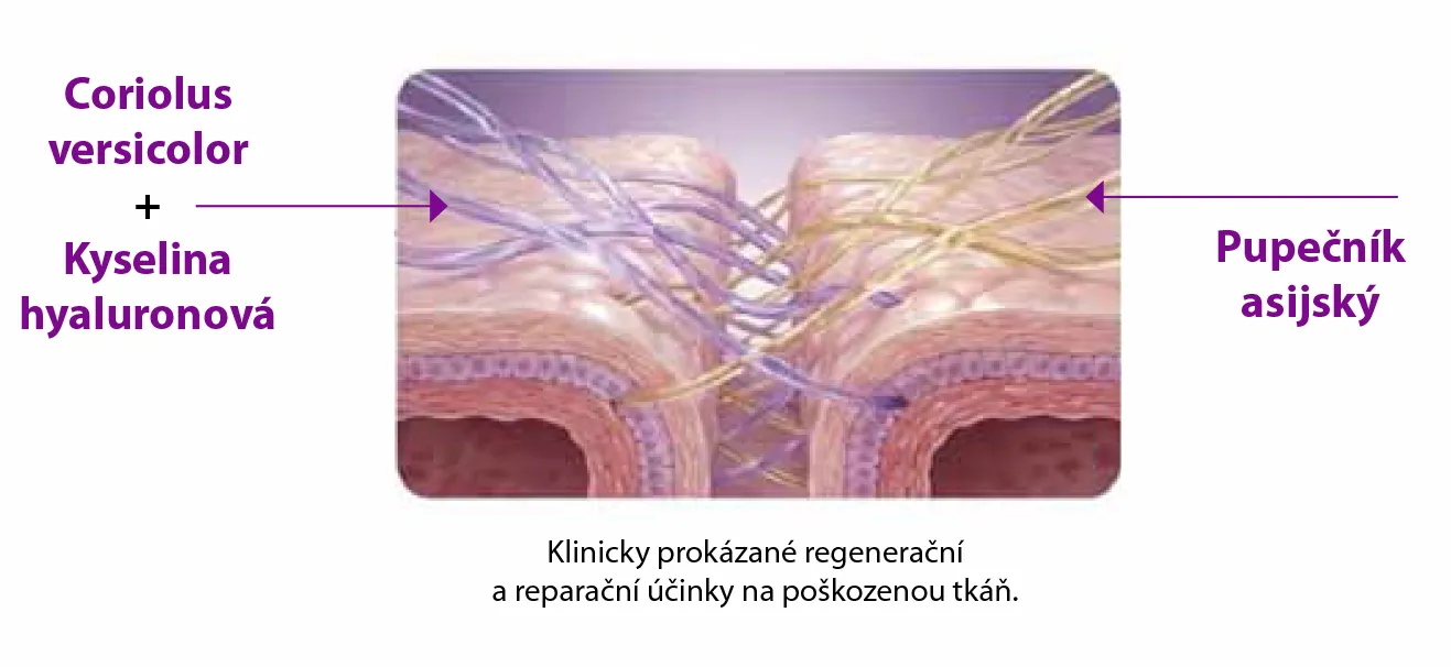 Klinicky prokázané regenerační a reparační účinky