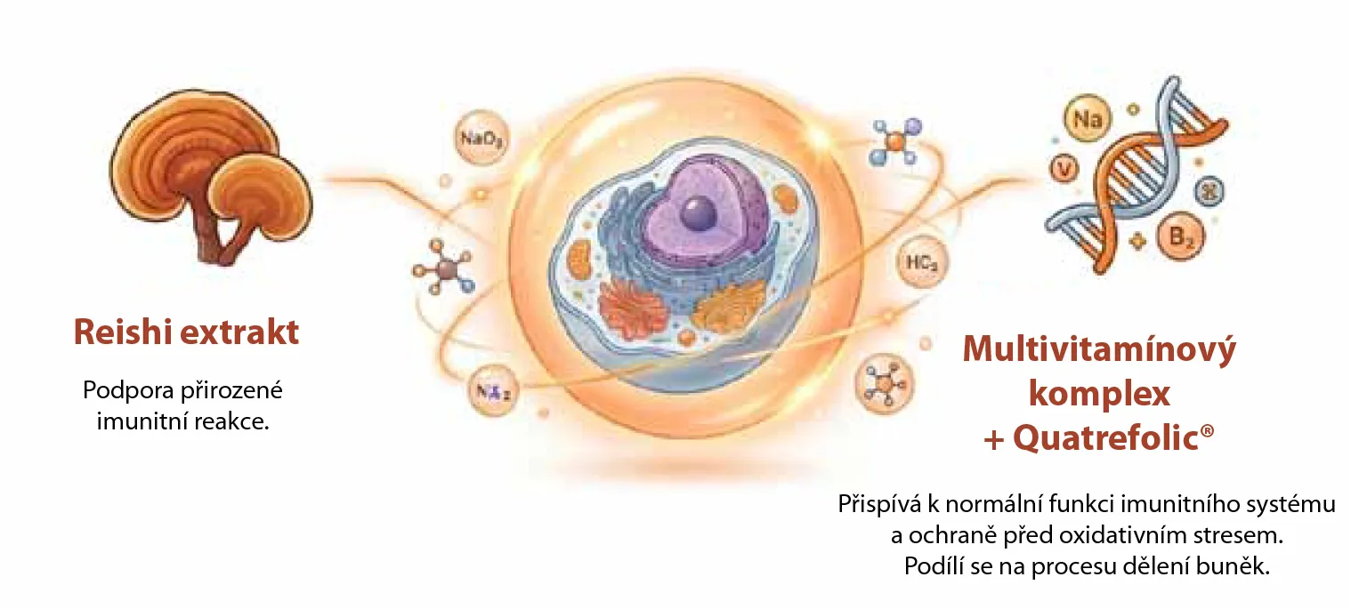 Infografika Reishi extrakt a multivitamínový komplex Quatrefolic